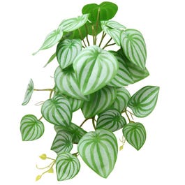 Cadente di Peperomia - Axxxcm Cadente di Peperomia - Axxxcm